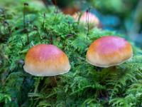 Zwei kuppelartige orangerote Pilze in blühendem Moos